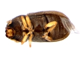 Cryphalus kurenzovi 13665