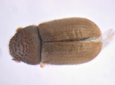 Cryphalus kurenzovi 13665