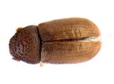 Cryphalus kurenzovi 13665