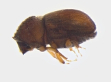 Cryphalus sp2032_SpurOnFemur 11994