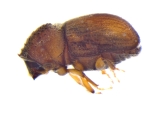 Cryphalus sp2032_SpurOnFemur 11994
