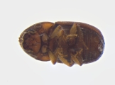 Cryphalus sp2032_SpurOnFemur 11994