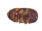 Cryphalus sp2032_SpurOnFemur 11994