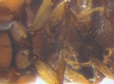 Cryphalus sp2032_SpurOnFemur 11994