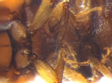 Cryphalus sp2032_SpurOnFemur 11994
