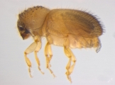 Cryphalus spp 13523