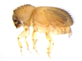 Cryphalus spp 13523