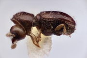 Ernocladius spp 12218