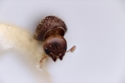 Ernocladius spp 12218