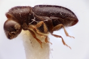 Cryphalini spp 12289