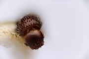 Cryphalini spp 12289