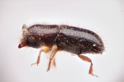 Cryphalini spp 12288