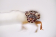 Cryphalini spp 12288
