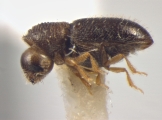 Scolytogenes pumilus 12269