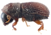 Cryphalogenes euphorbiae 12177
