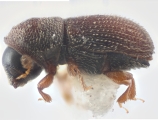 Cryphalogenes euphorbiae 12177