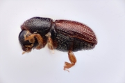 Cryphalogenes exiguus 12178