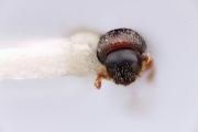 Cryphalogenes exiguus 12178