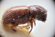 Scolytogenes buruensis 14926