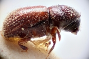 Scolytogenes buruensis 14926