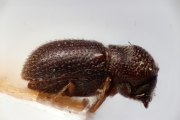 Scolytogenes fulgidus 14937