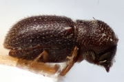 Scolytogenes fulgidus 14937