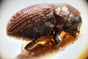 Scolytogenes hylesinopsis 14927