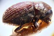Scolytogenes hylesinopsis 14927