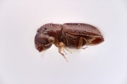 Scolytogenes parvatus 12270