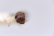 Scolytogenes parvatus 12270