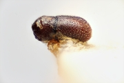 Scolytogenes pumilionides 14938