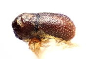Scolytogenes pumilionides 14938