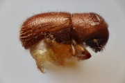 Scolytogenes squamosus 14939