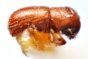 Scolytogenes squamosus 14939