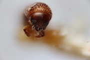 Scolytogenes squamosus 14939