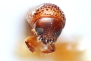 Scolytogenes squamosus 14939