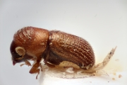 Scolytogenes concentralis 14940