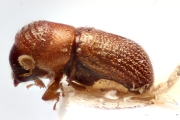 Scolytogenes concentralis 14940