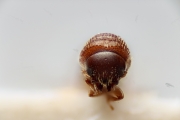 Scolytogenes concentralis 14940