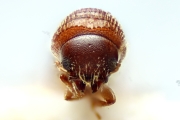 Scolytogenes concentralis 14940