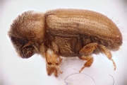 Cryphalus piceae 12734