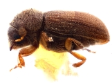 Cryphalus asperatus 12184