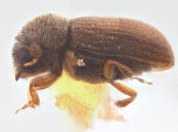 Cryphalus asperatus 12184