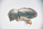 Hypocryphalus spp 11919