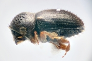 Hypocryphalus spp 11919