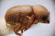 Cryphalus brasiliensis 14928