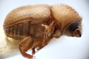 Cryphalus brasiliensis 14928