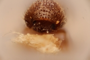 Hypocryphalus brevisetosus 14959