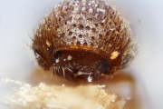 Hypocryphalus brevisetosus 14959