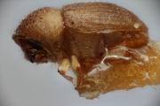 Hypocryphalus brevisetosus 14960